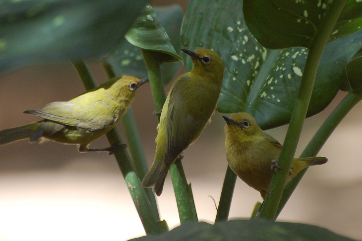 Northern Yellow White-eye - ML640189632