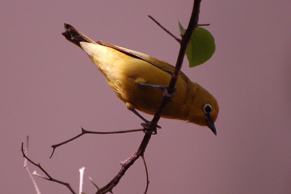 Northern Yellow White-eye - ML640189633