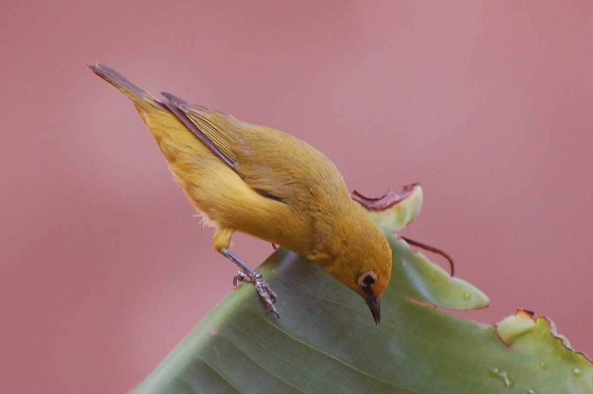 Northern Yellow White-eye - ML640189634