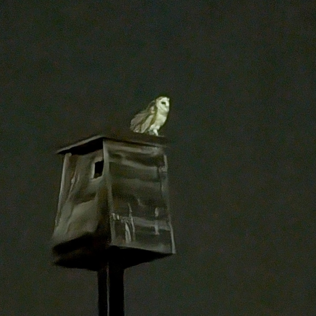 American Barn Owl - ML640189650