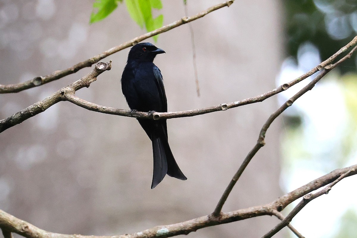 Velvet-mantled Drongo - ML640189679