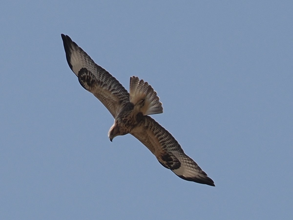 Long-legged Buzzard - ML640189725