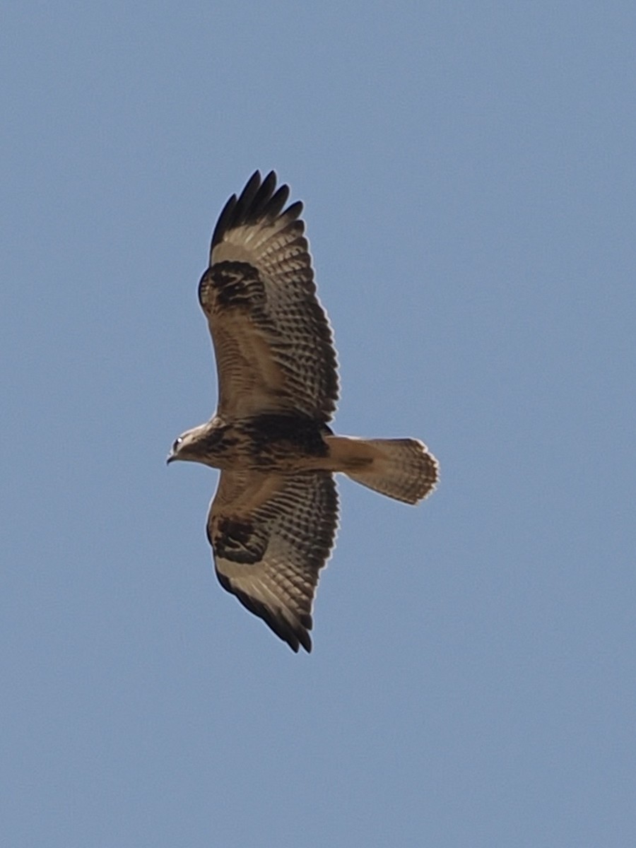 Long-legged Buzzard - ML640189726