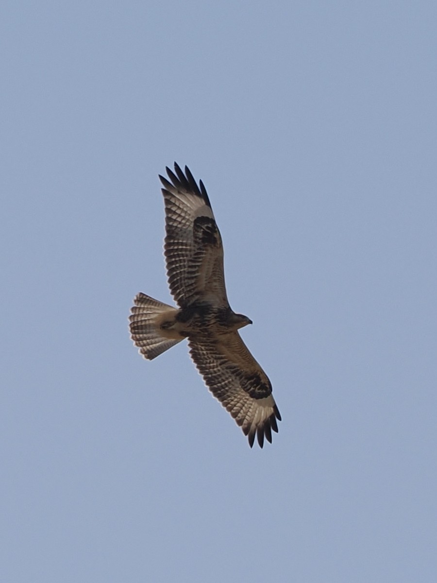 Long-legged Buzzard - ML640189727
