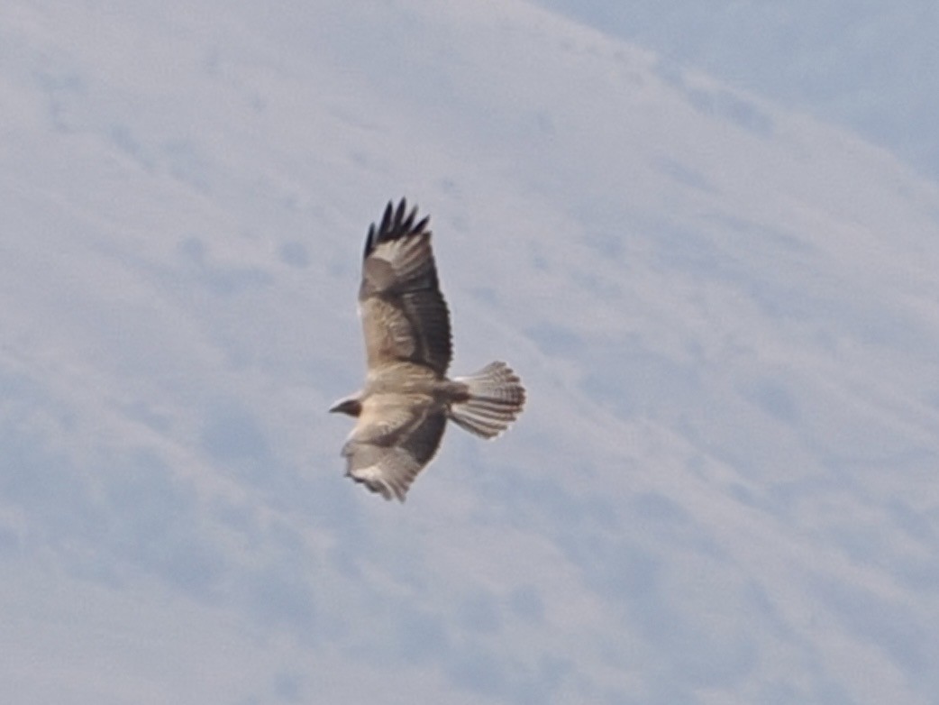 Long-legged Buzzard - ML640189728