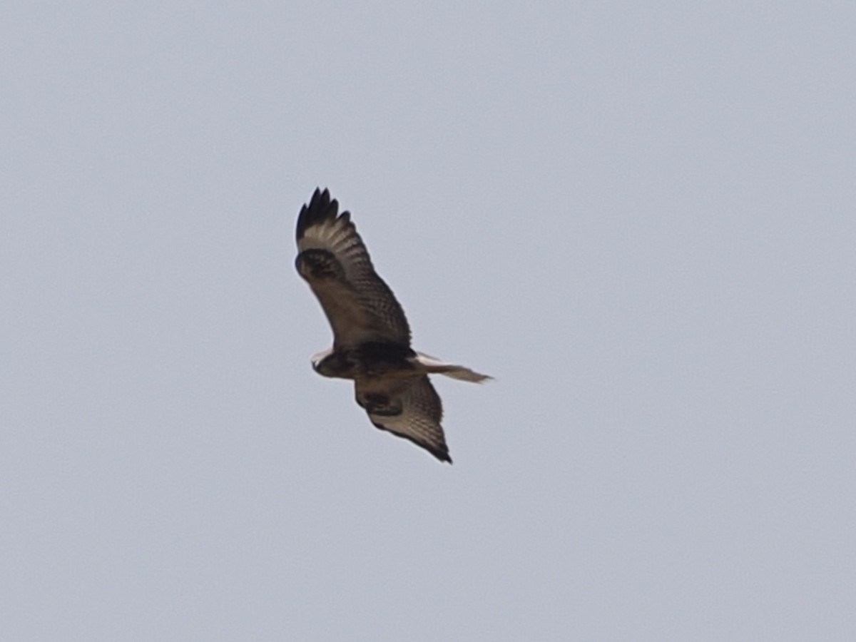 Long-legged Buzzard - ML640189729