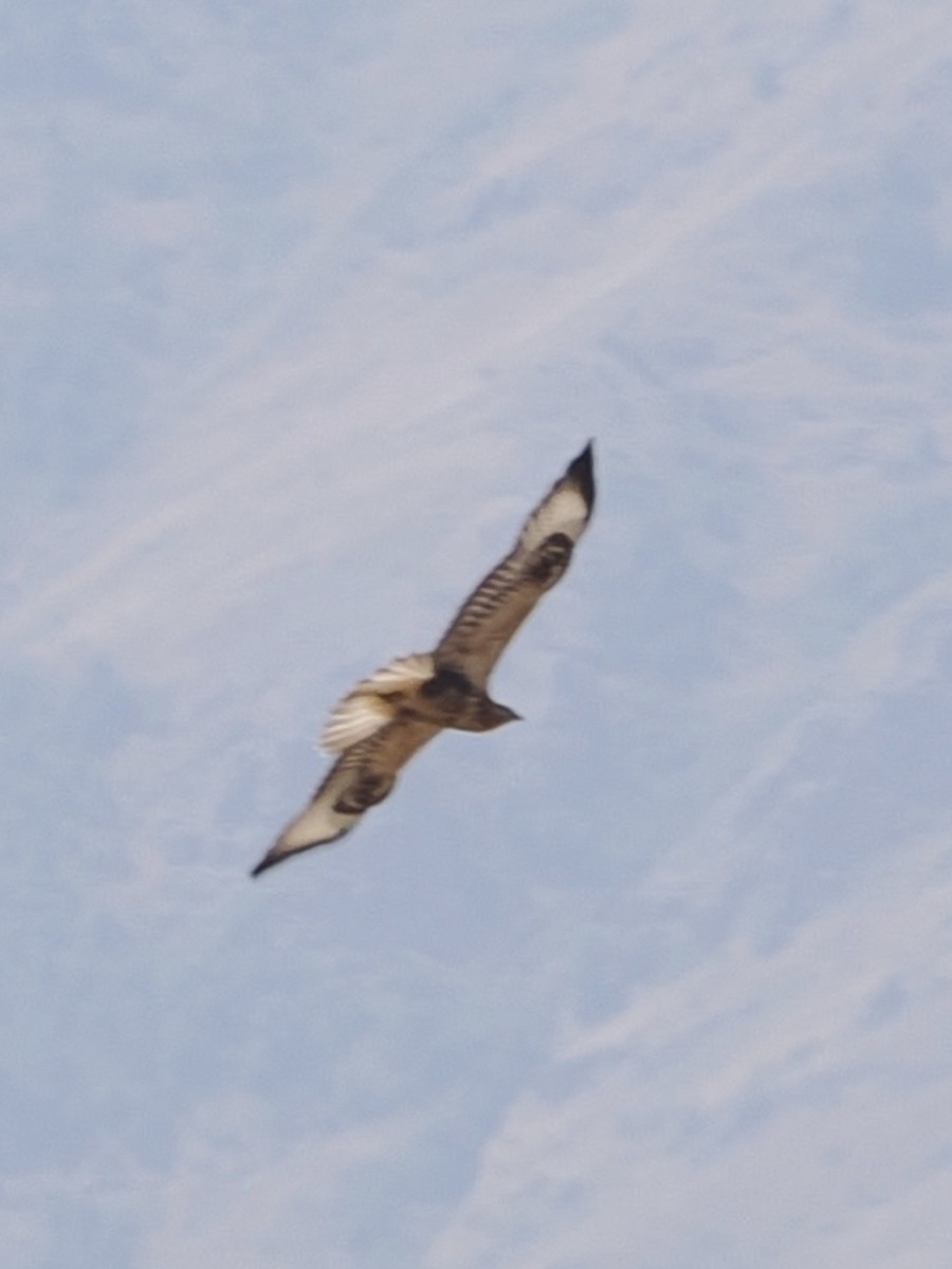 Long-legged Buzzard - ML640189730