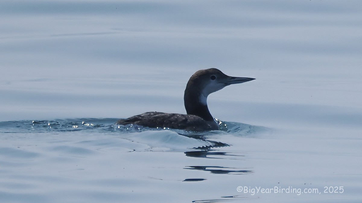 Common Loon - ML640189774