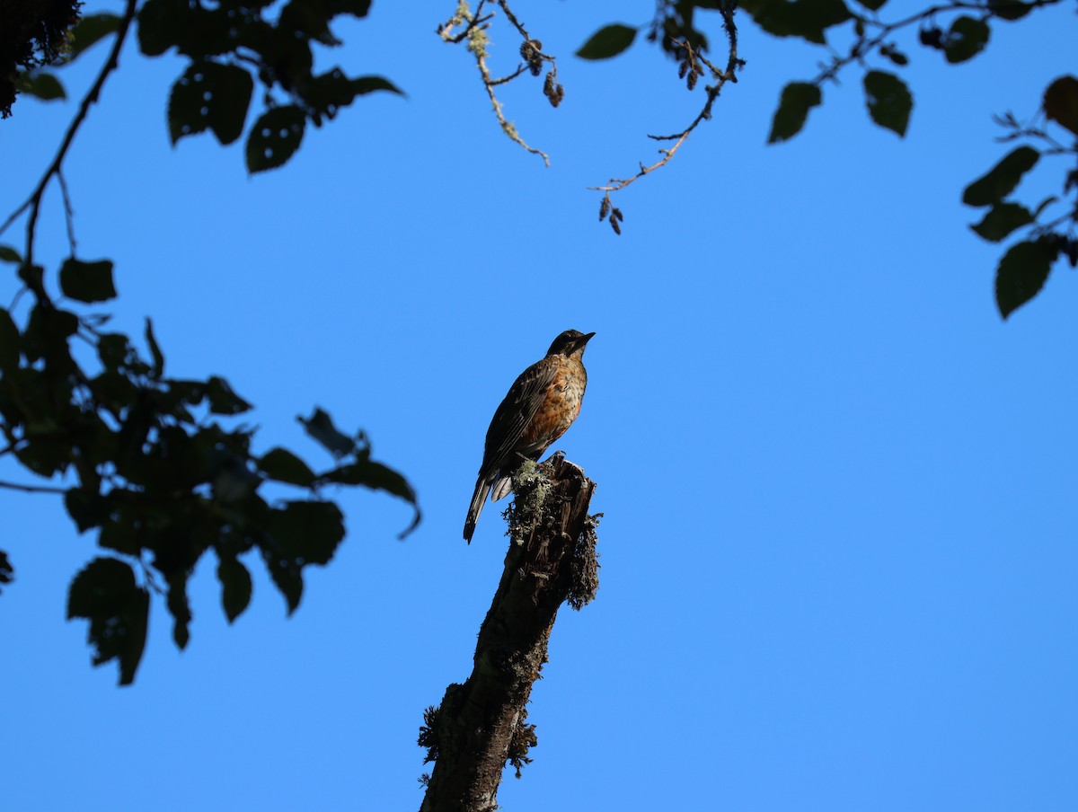 Northern Flicker - ML640189789