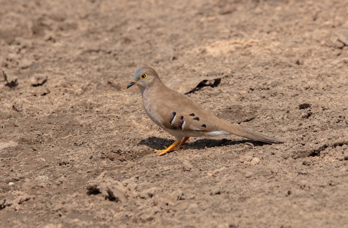 Long-tailed Ground Dove - ML640189841