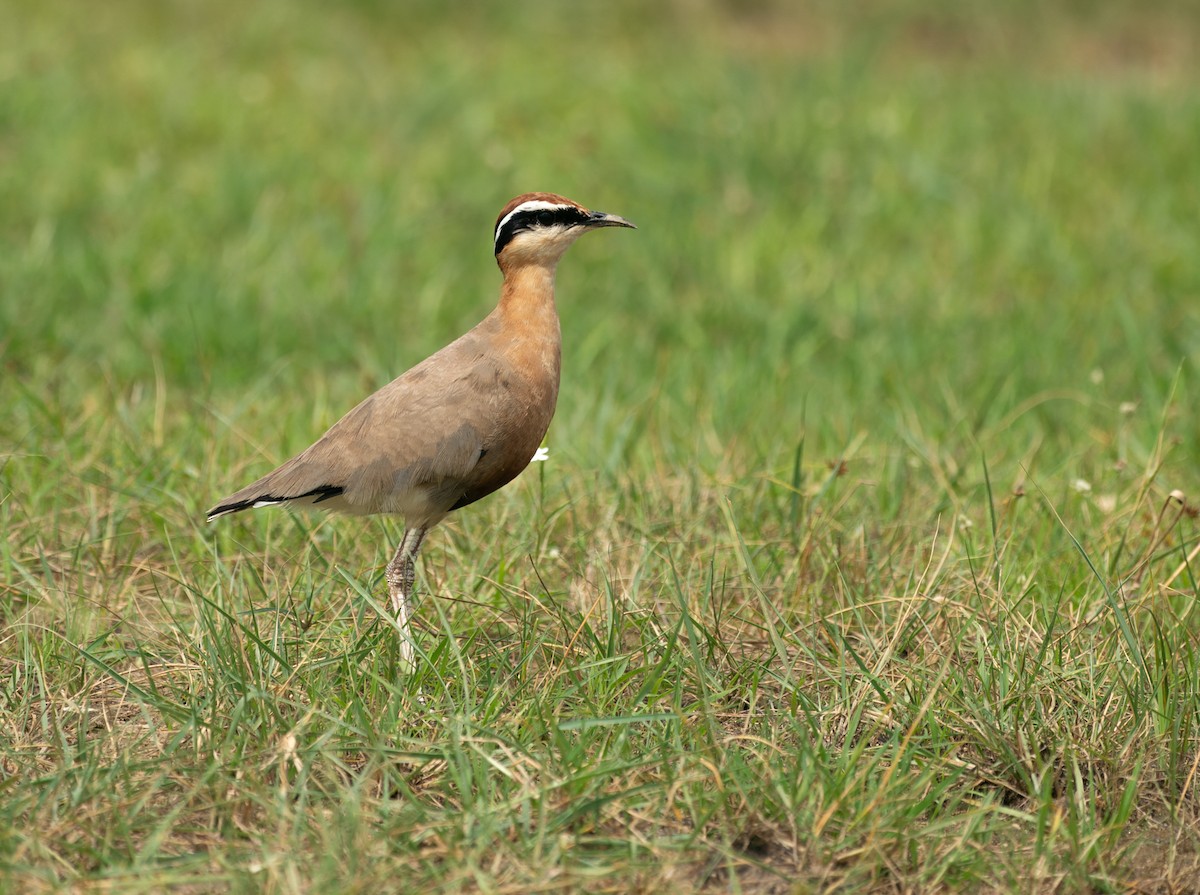 Courvite de Coromandel - ML640189874