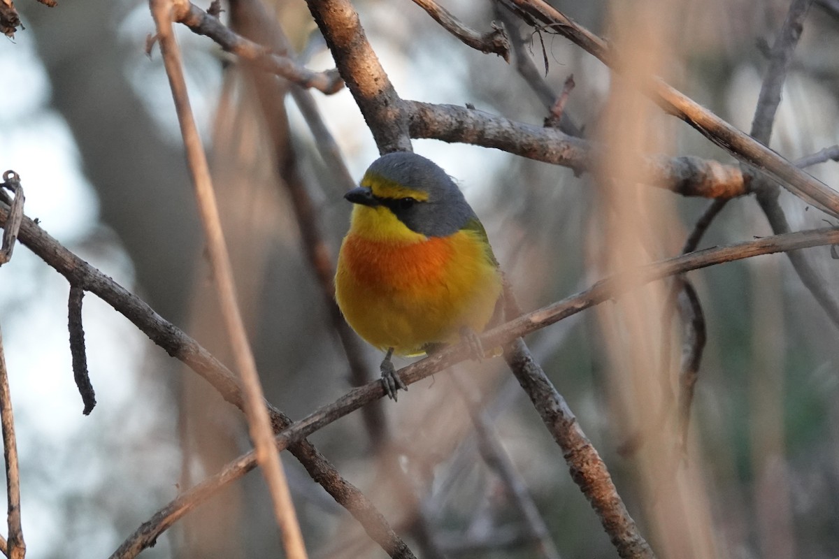 Sulphur-breasted Bushshrike - ML640189890