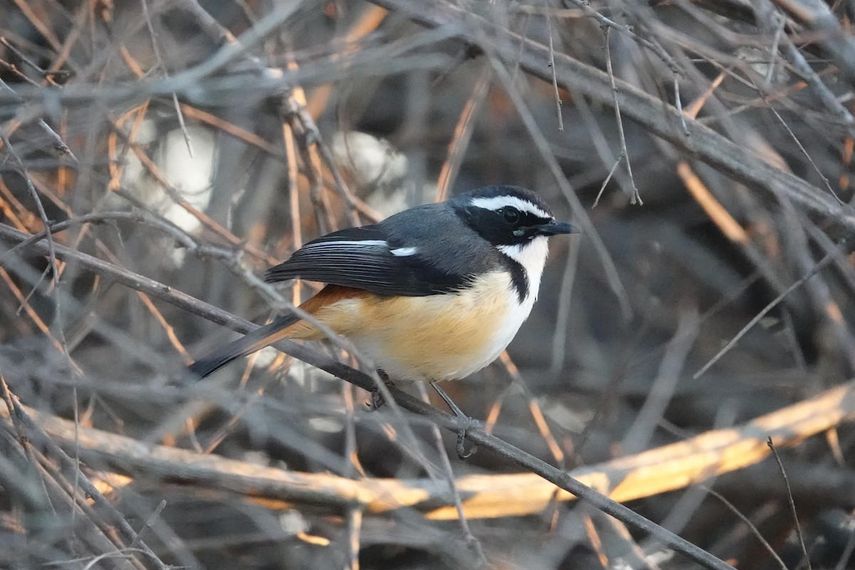White-throated Robin-Chat - ML640189896