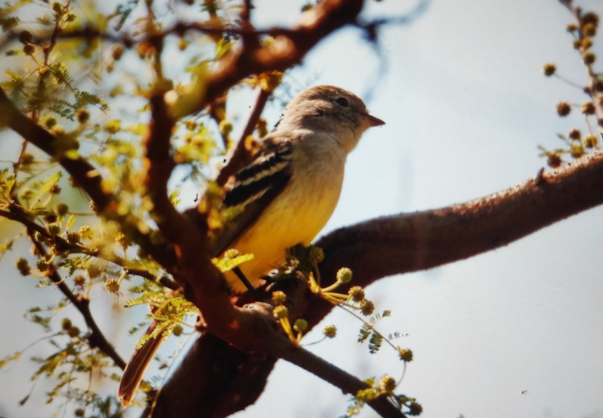 Southern Scrub-Flycatcher - ML640189957