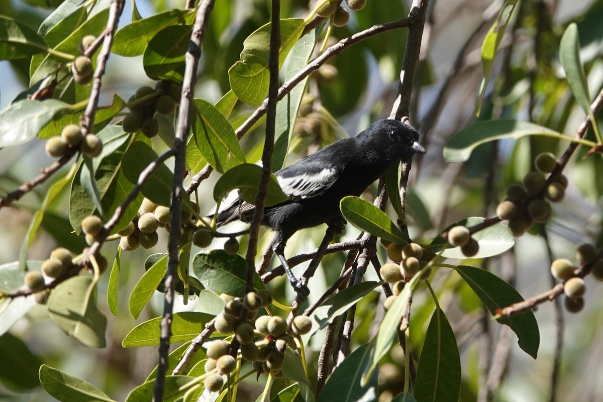 Southern Black-Tit - ML640189975