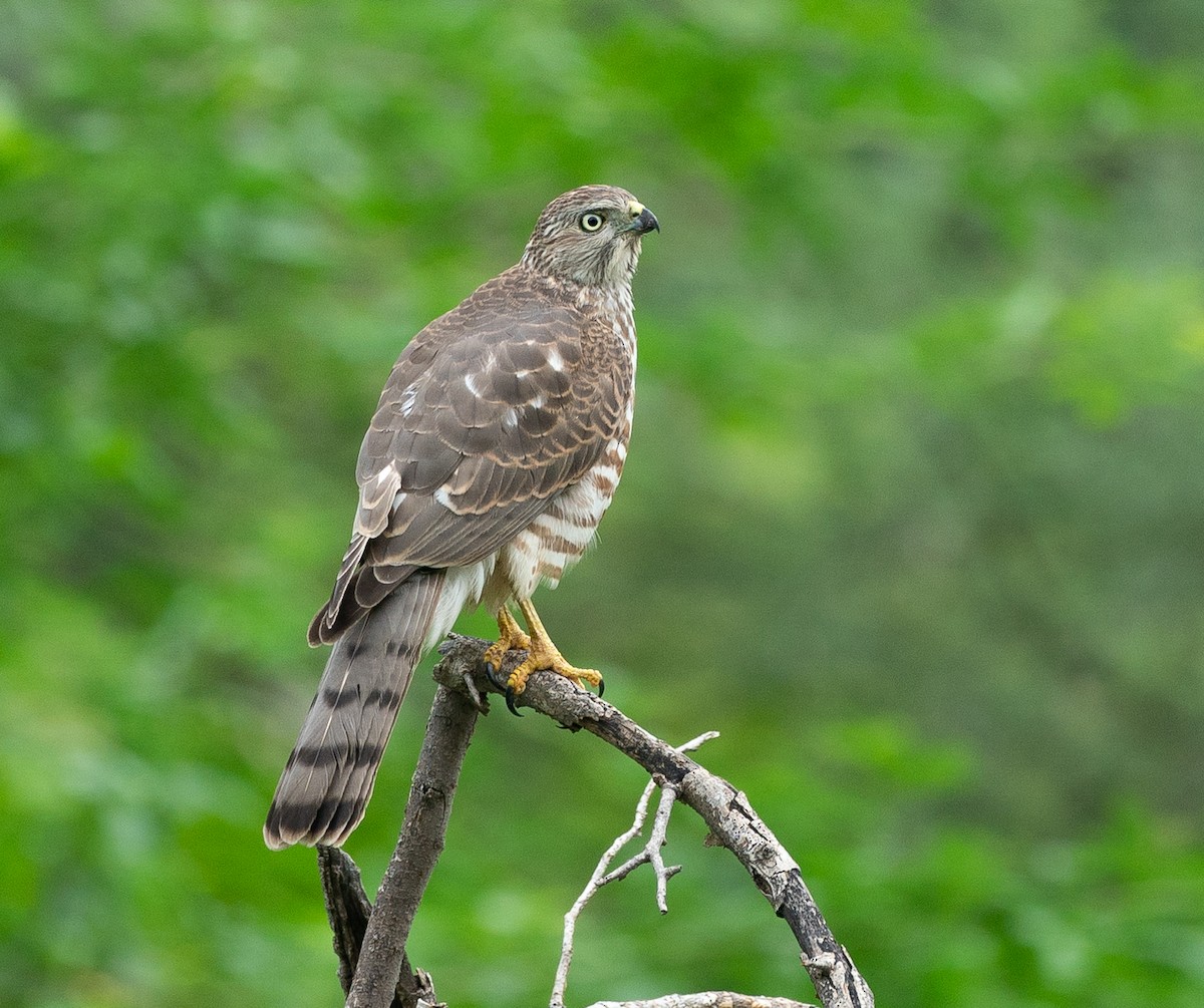 Shikra - ML640190052