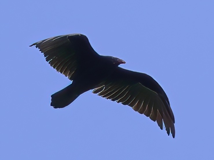 Turkey Vulture - ML640190099