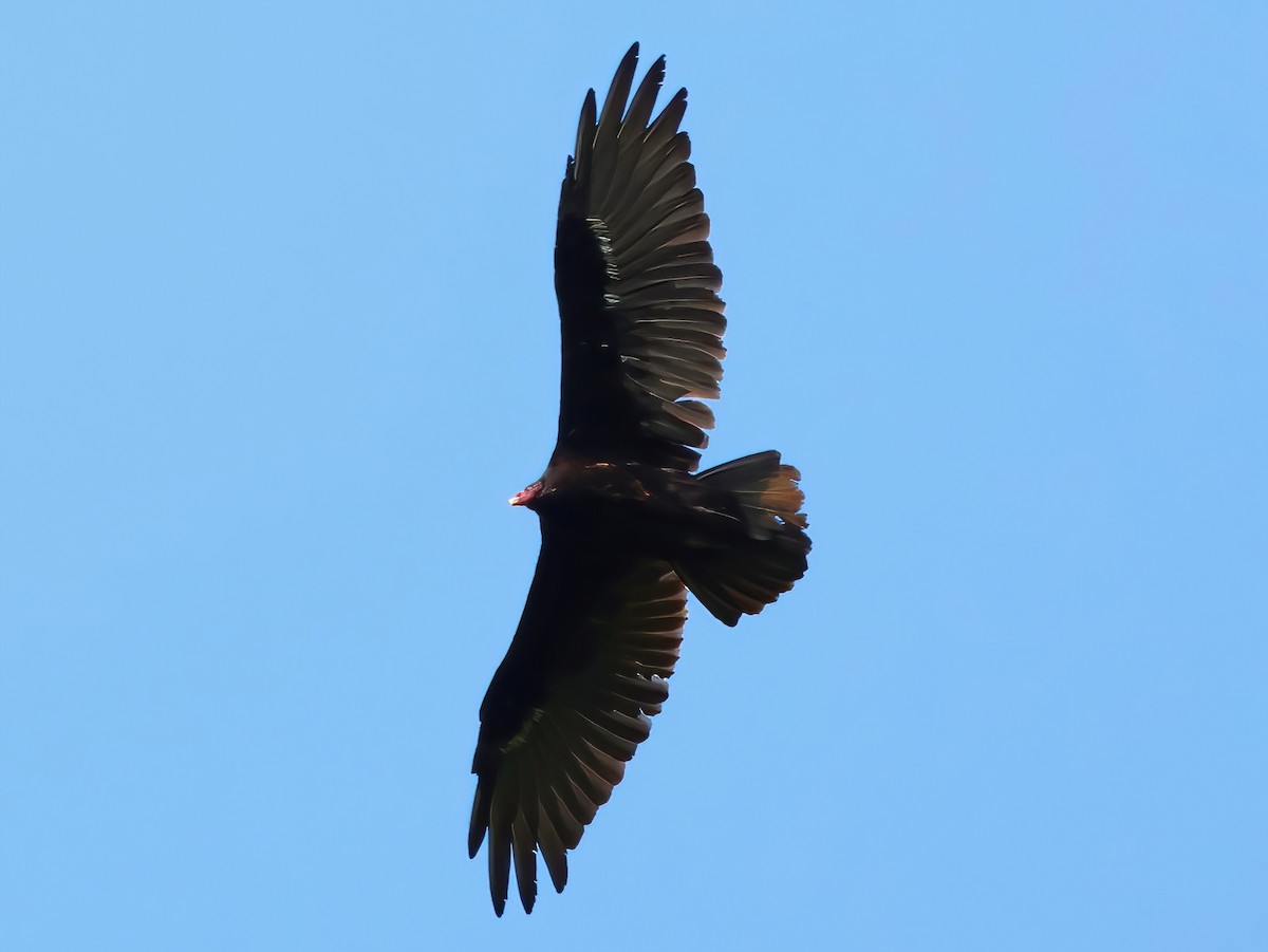 Turkey Vulture - ML640190100