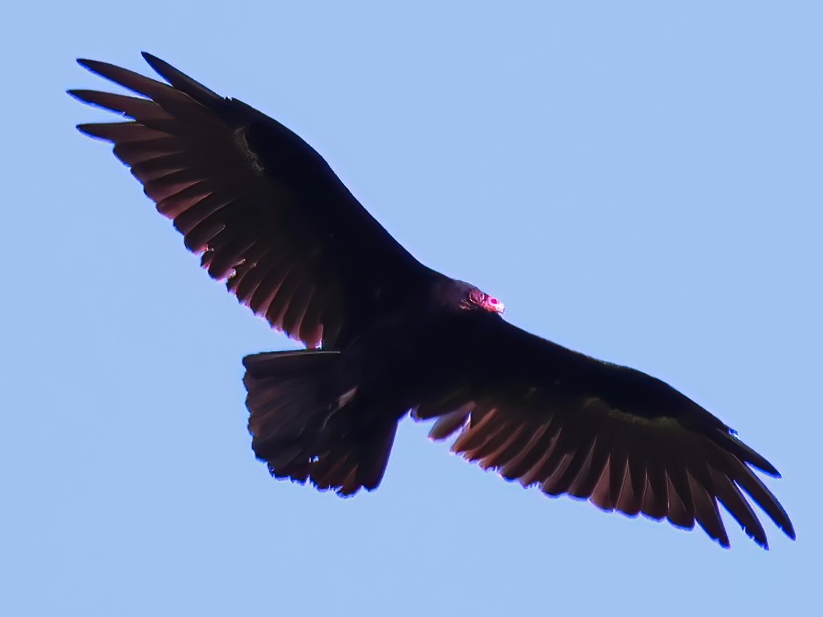 Turkey Vulture - ML640190101