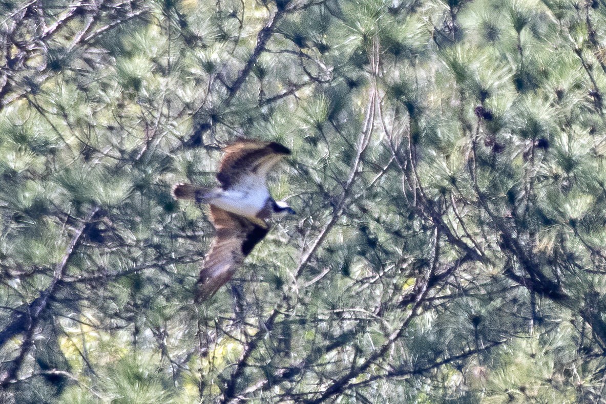 Osprey - ML640190209