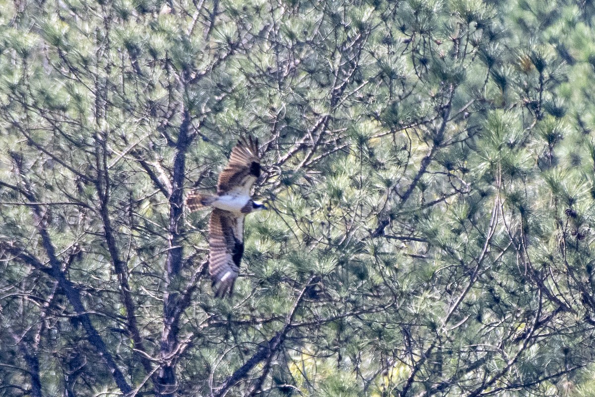 Osprey - ML640190213