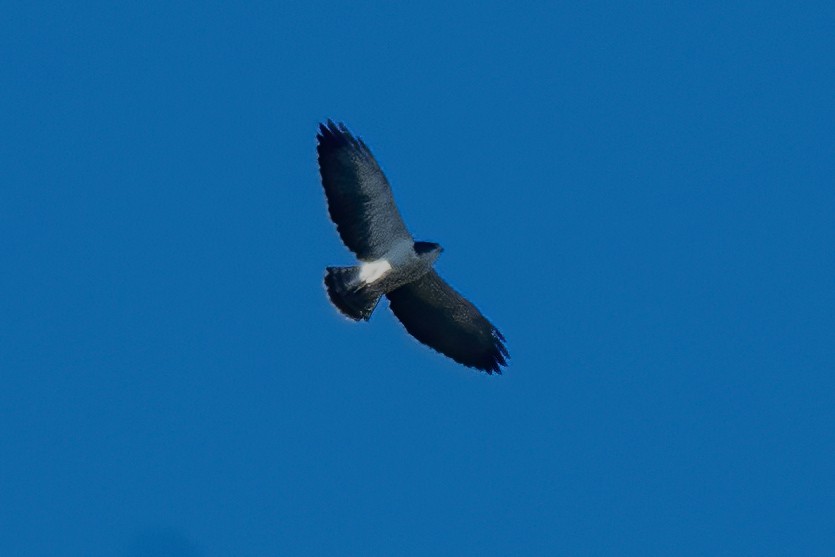 Short-tailed Hawk - ML640190243
