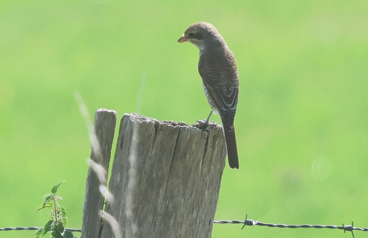 Red-backed Shrike - ML640190253