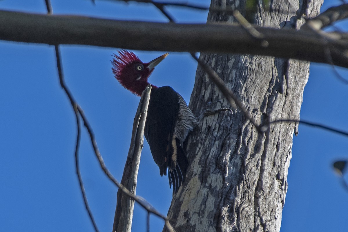 Robust Woodpecker - ML640190257