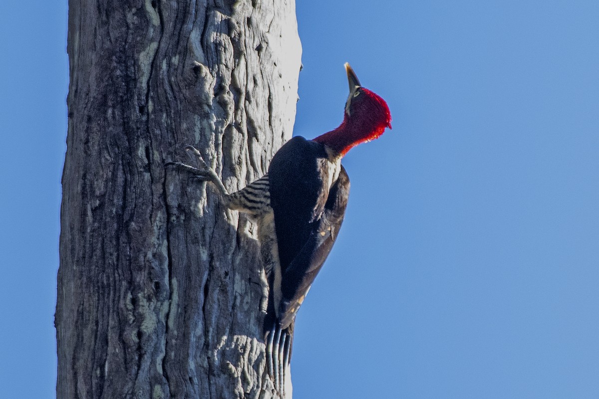 Robust Woodpecker - ML640190258