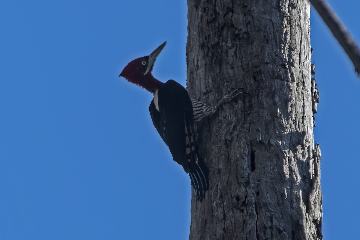 Robust Woodpecker - ML640190260