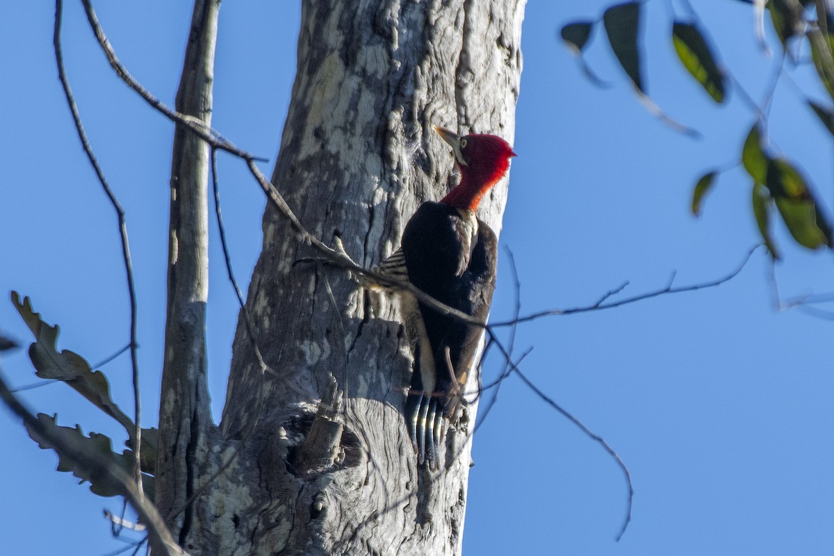 Robust Woodpecker - ML640190261