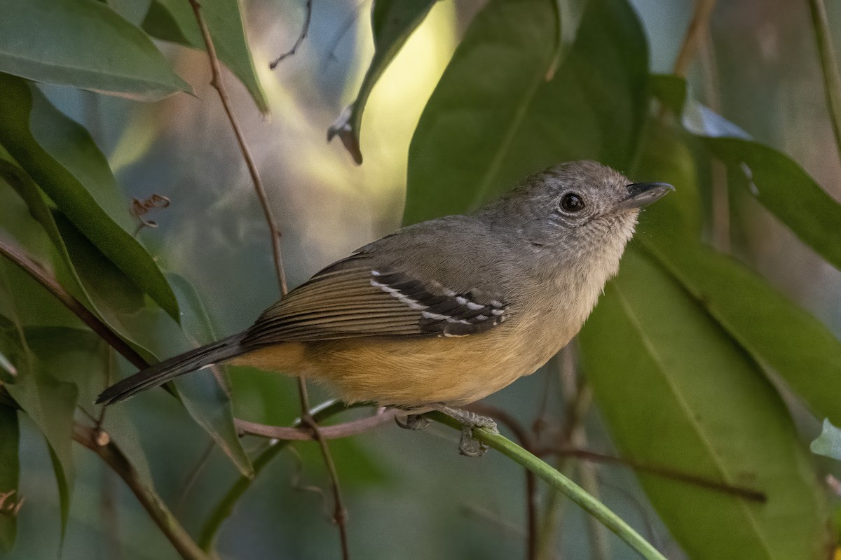 Variable Antshrike - ML640190283