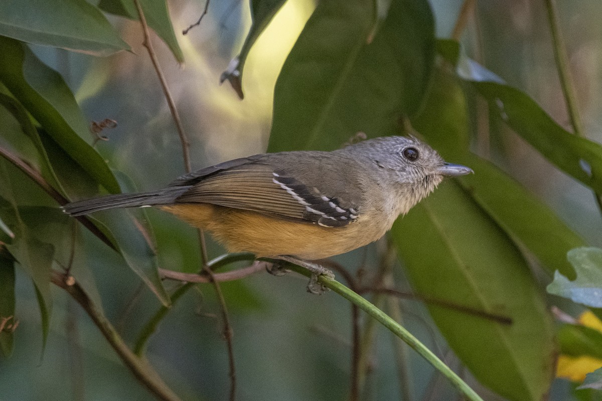 Variable Antshrike - ML640190284