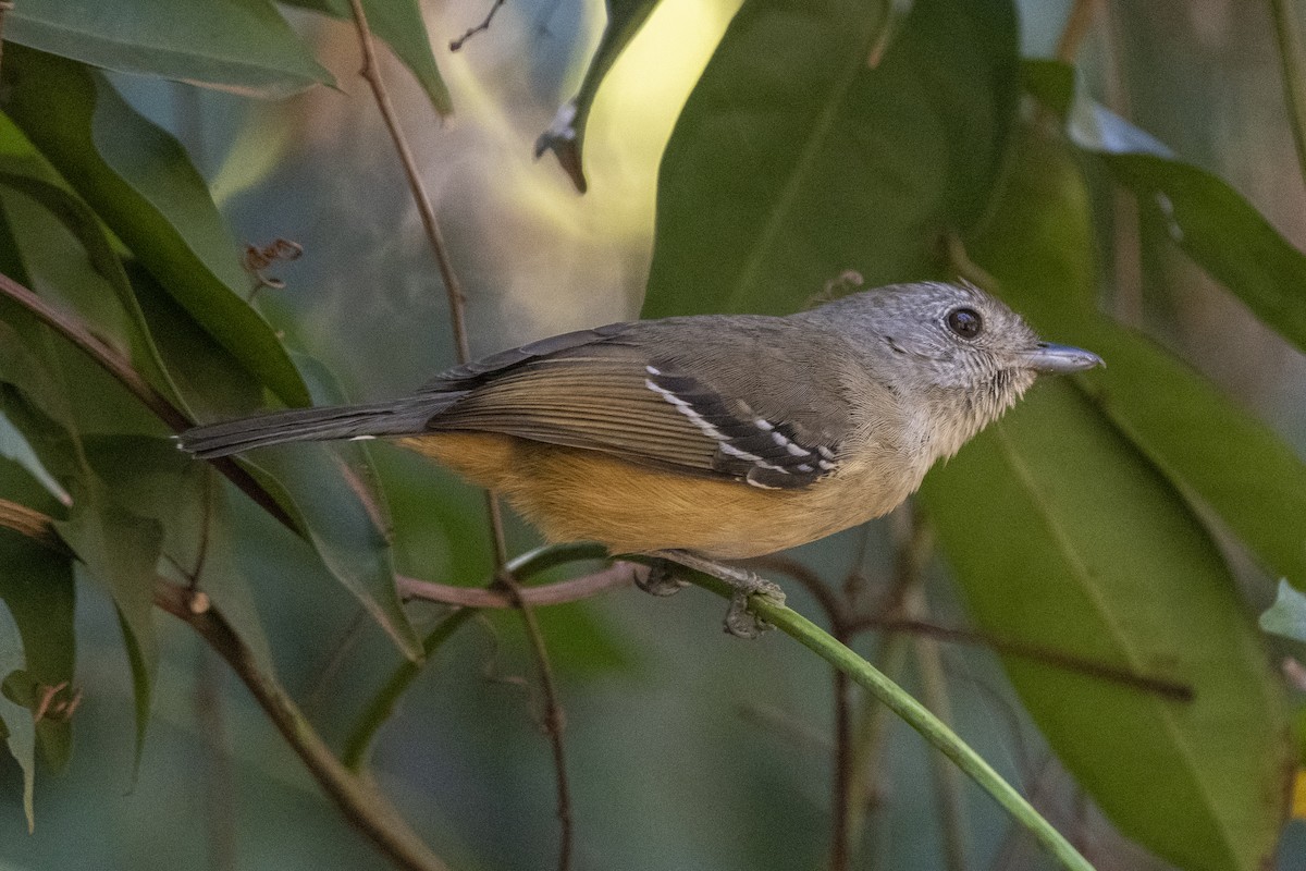 Variable Antshrike - ML640190285