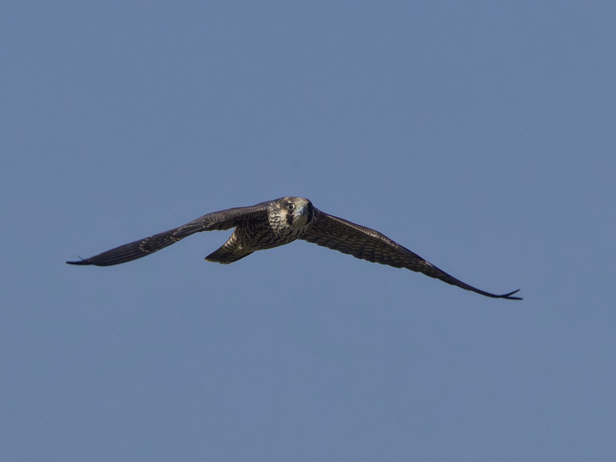 Peregrine Falcon - ML640190308
