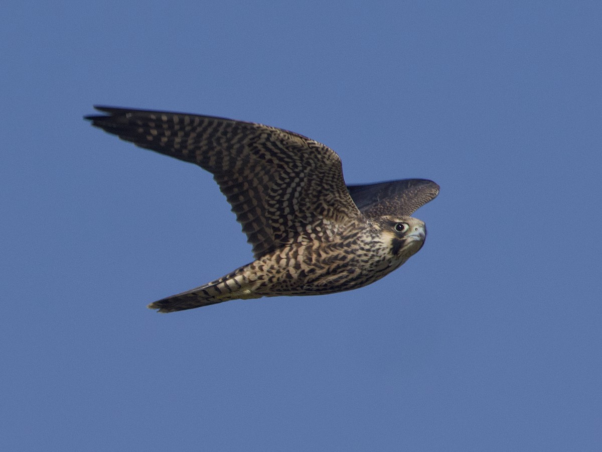 Peregrine Falcon - ML640190309