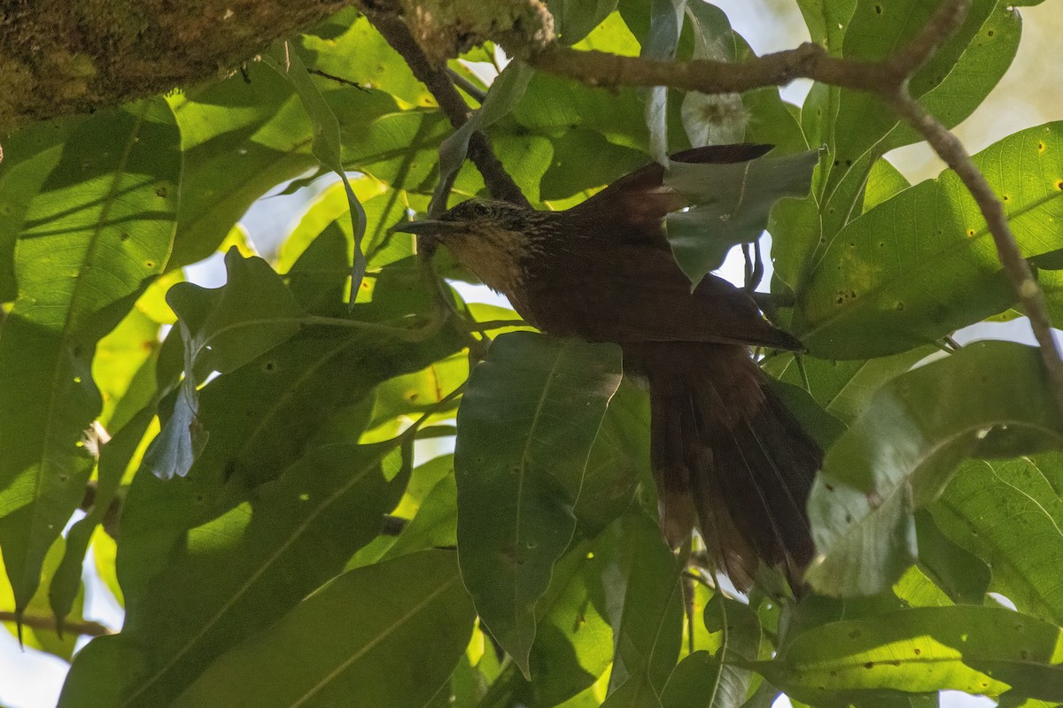 Planalto Woodcreeper - ML640190313