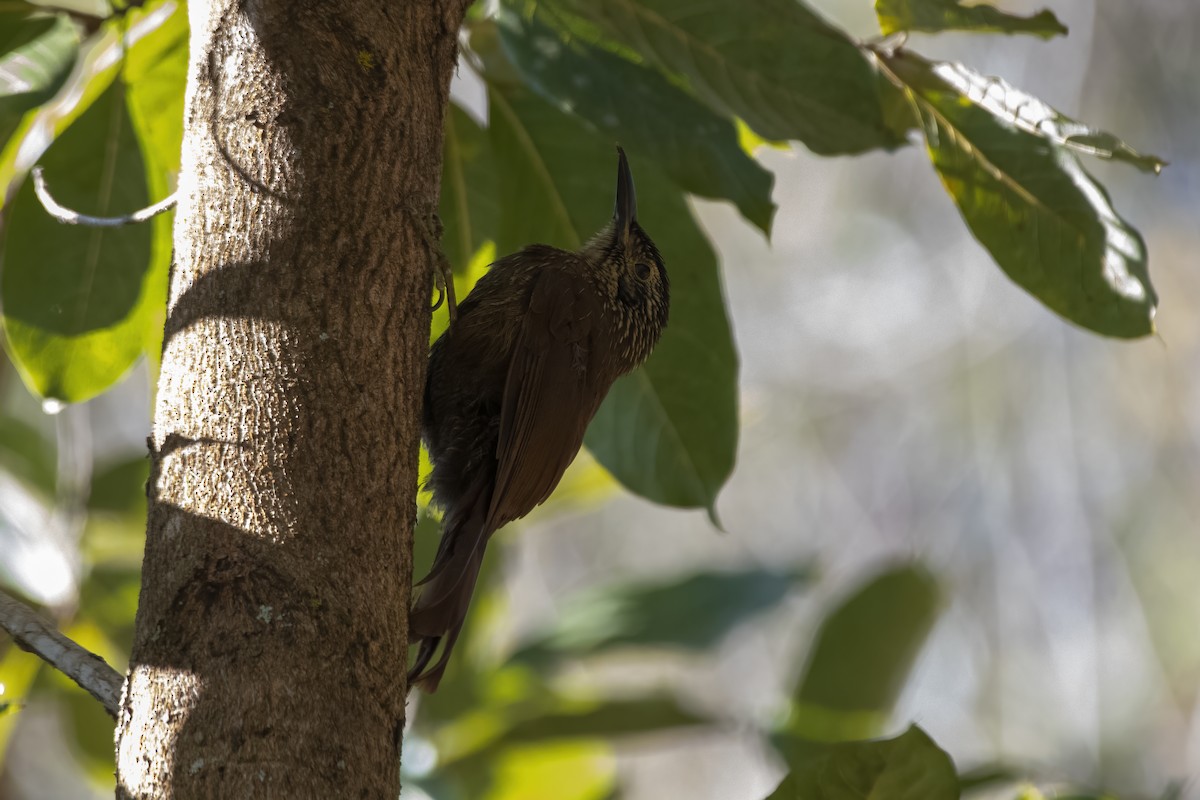 Planalto Woodcreeper - ML640190315