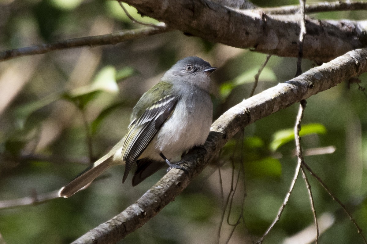 Gray-headed Elaenia - ML640190358