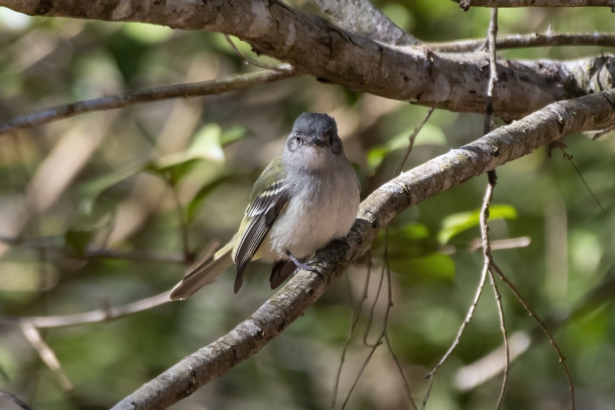 Gray-headed Elaenia - ML640190359