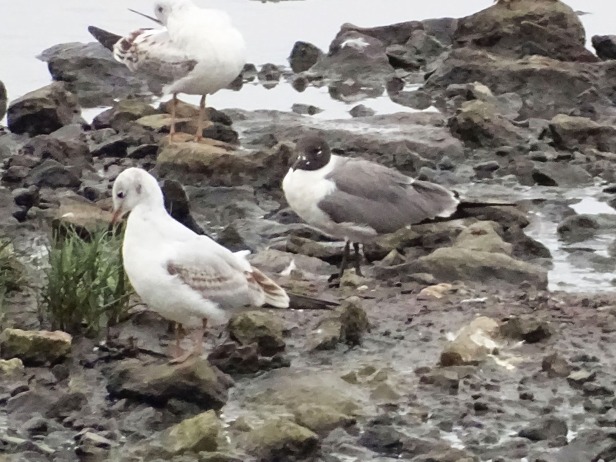 笑鷗 - ML640190377