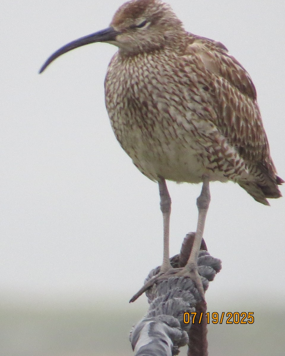 Eurasian Whimbrel - ML640190439