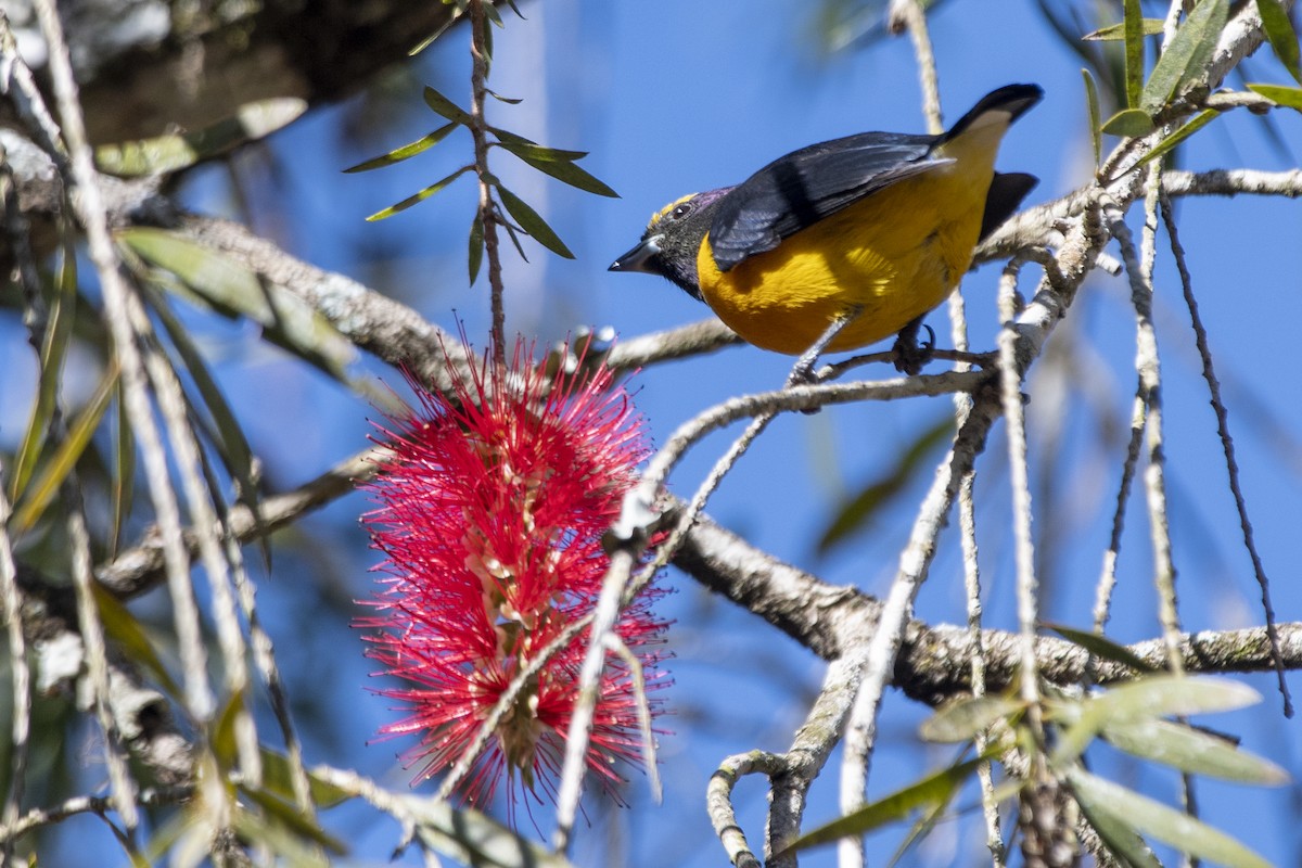 Purple-throated Euphonia - ML640190444