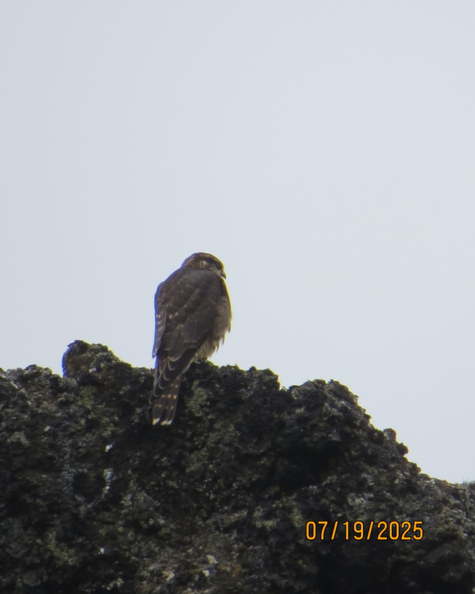 Merlin - ML640190449