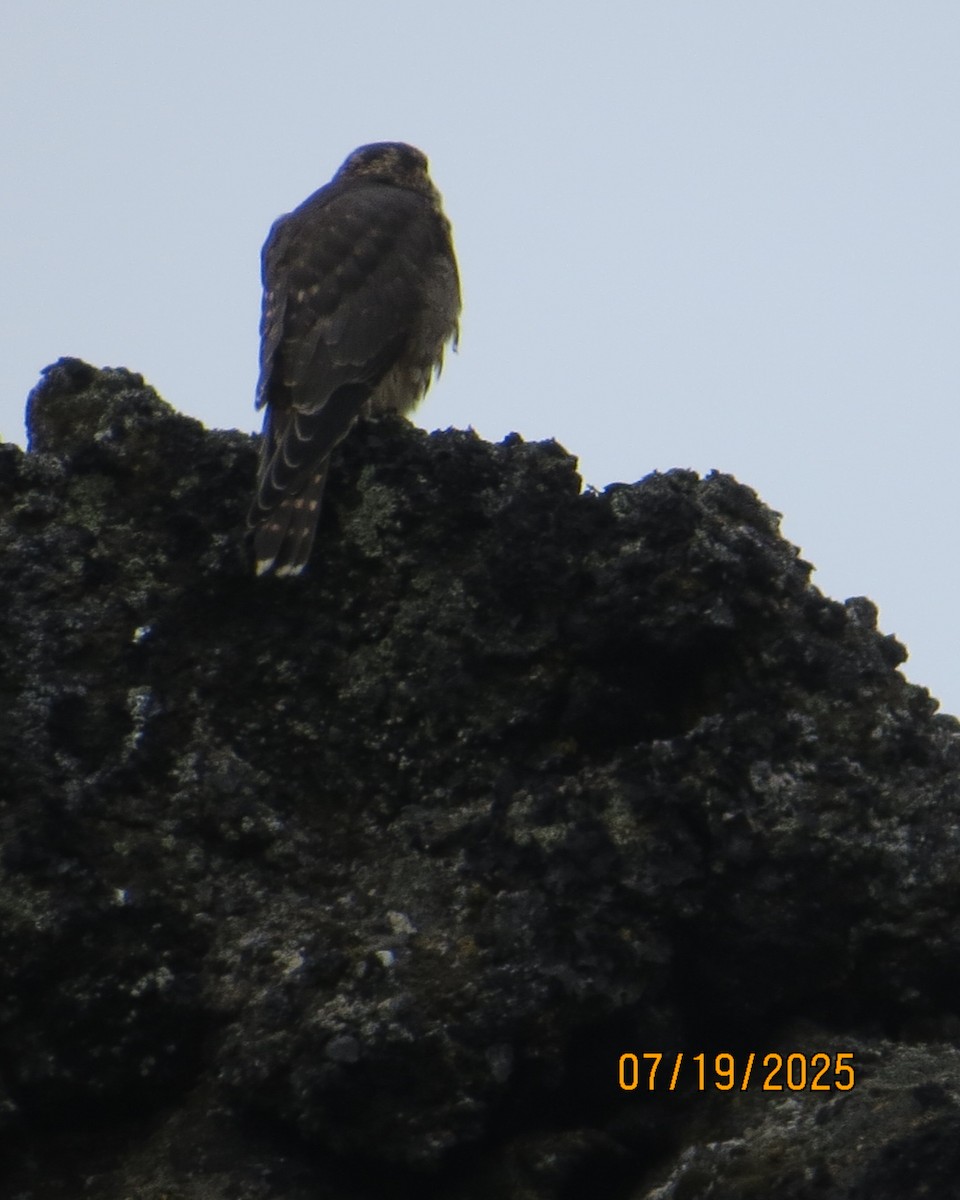 Merlin - ML640190451