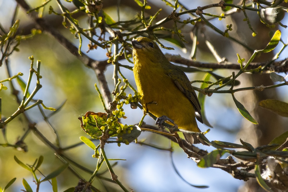 Violaceous Euphonia - ML640190453