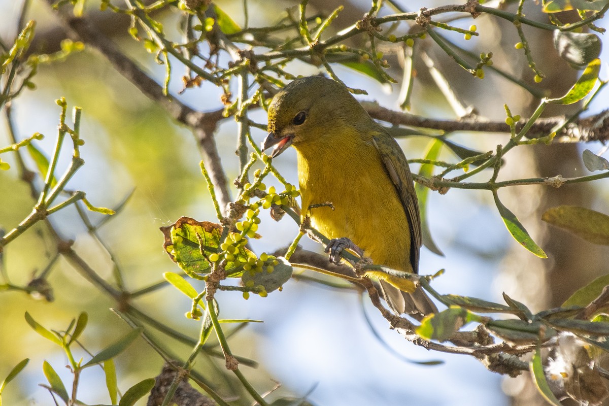 Violaceous Euphonia - ML640190454