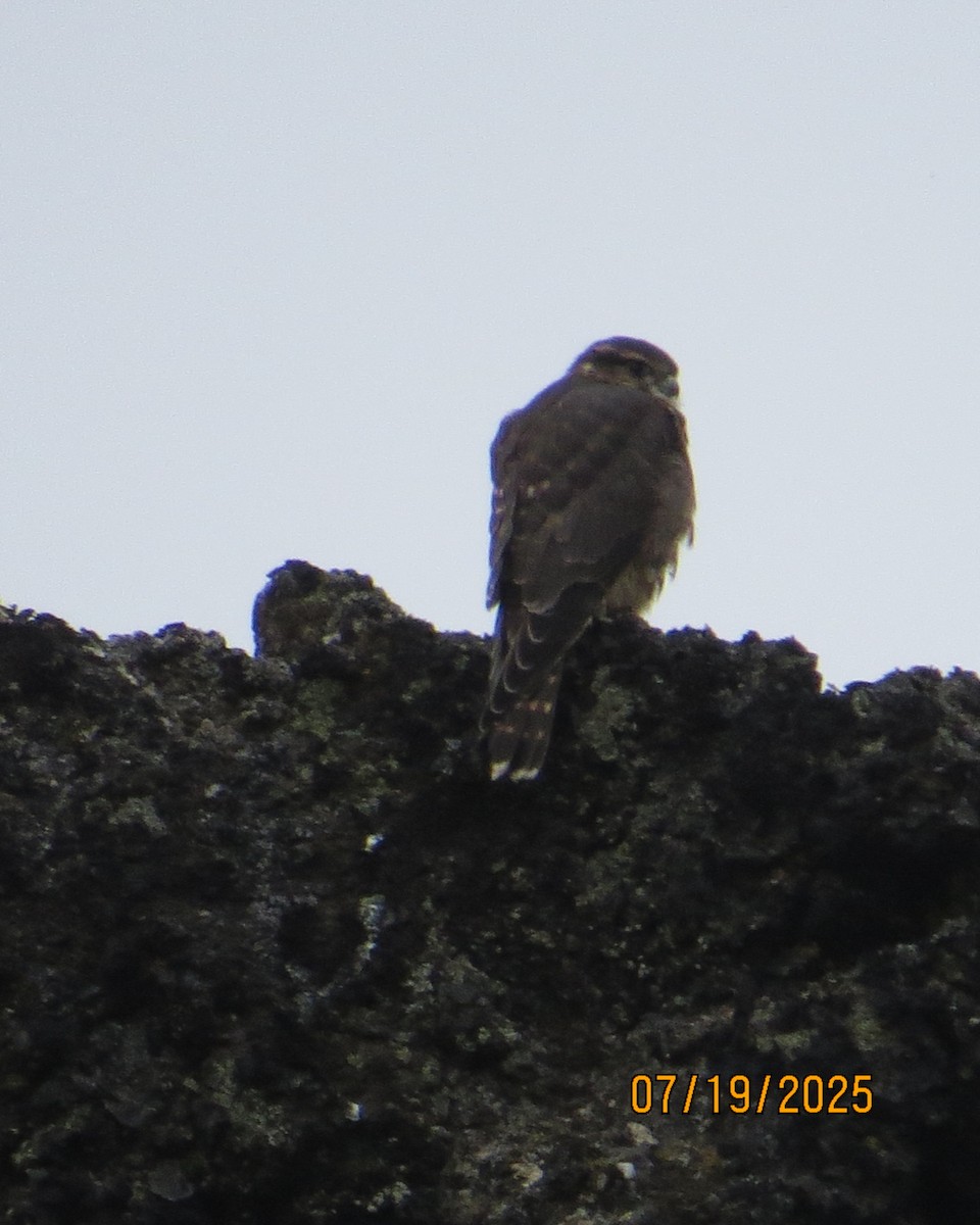 Merlin - ML640190457