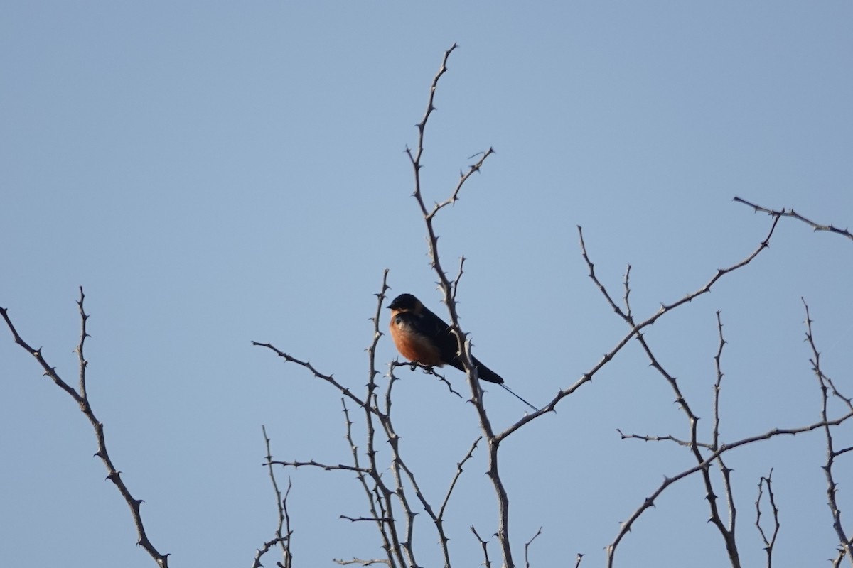 Rufous-chested Swallow - ML640190478