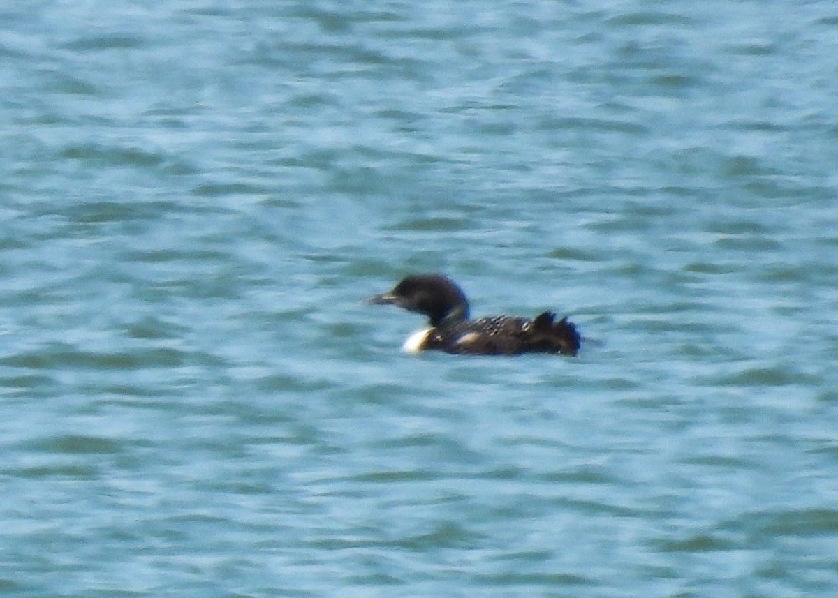 Common Loon - ML640190479